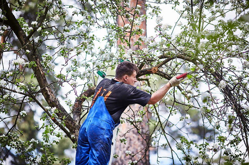 élagage abattage à Champigny Sur Marne